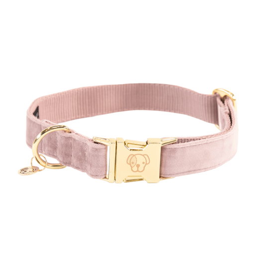 Dog Collar Velvet Kentucky