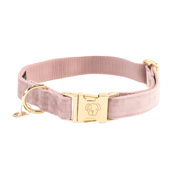 Dog Collar Velvet Kentucky